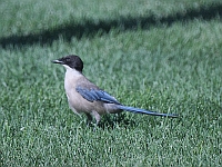 Blauwe Ekster